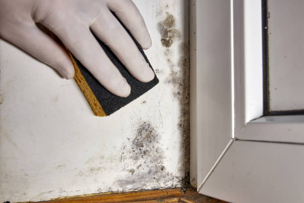 Best Post-Construction Mold Inspection  in Madera Ranchos, CA